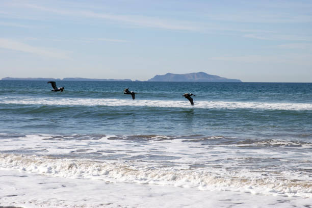This tranquil image captures the serene beauty of a California beach with the majestic Channel Islands visible on the horizon. Overhead, a group of pelicans gracefully glides above the water, their silhouettes contrasting against the sky, which is painted with gentle hues of dawn or dusk. The calm ocean waves gently kiss the shore, creating a serene atmosphere. This image captures the harmony between wildlife and the quiet beauty of the beach, with the pelicans adding a dynamic touch to the tranquil setting.