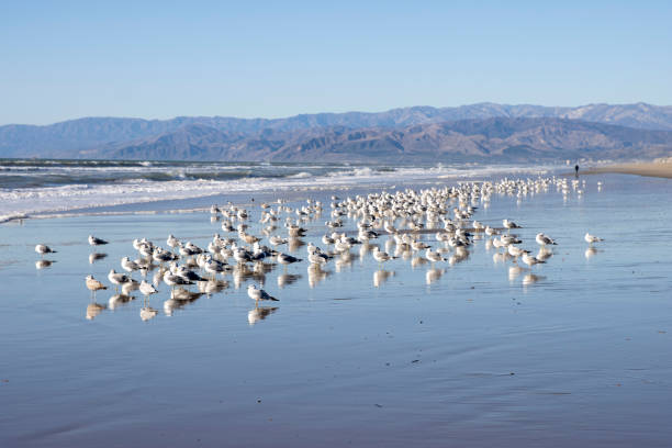 This photograph captures a lively scene of a large flock of seagulls gathered at the water's edge on a beach. The birds are scattered across the wet sand, some standing in shallow pools of water left by the receding tide, while others are in flight, creating a dynamic interplay of motion and stillness. In the background, the beach stretches towards the horizon, with gentle waves lapping at the shore and majestic mountains providing a scenic backdrop. The clear sky and the distant industrial structure add contrast to the natural beauty, emphasizing the coexistence of wildlife with human development. This image beautifully illustrates the communal behavior of seagulls in their natural habitat, highlighting the vibrancy of coastal ecosystems.