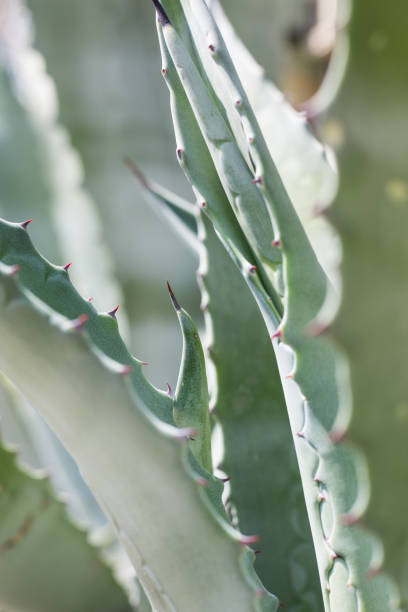 istock Close -up agave attenuata, Fox Tail Agave Plant.Textured agave leaves, sharp spines on the leaves of an agave plant. 2195743486