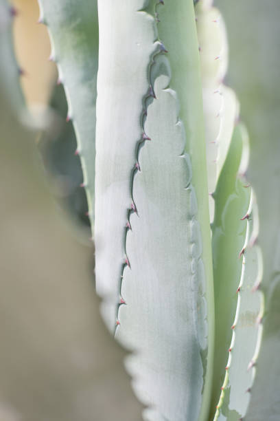 istock Close -up agave attenuata, Fox Tail Agave Plant.Textured agave leaves, sharp spines on the leaves of an agave plant. 2195743554