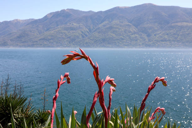 Sunny day in Locarno