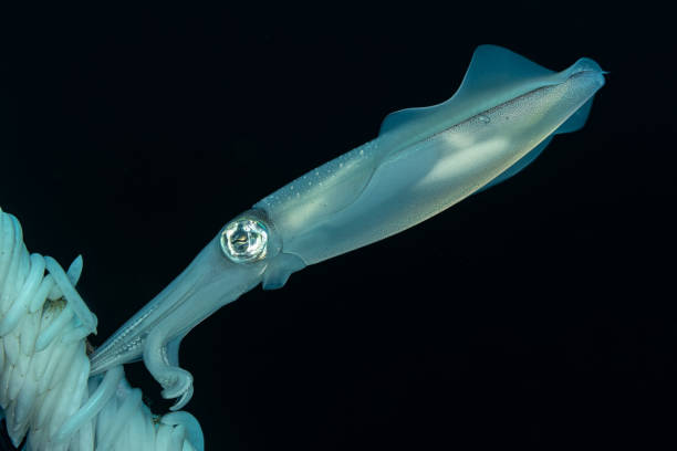 istock Bigfin Reef Squid Sepioteuthis lessoniana with Eggs on Boie Rope, Lembeh Strait, Indonesia 2195751644