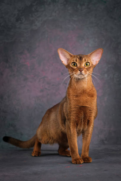 istock A ginger Abyssinian cat poses against a beautiful background in a photo studio. 2195752883