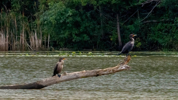 istock Cormorant Trio on a Fallen Log 2195752967