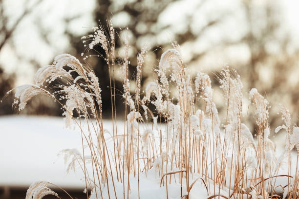 A close up of ornamental grasses in winter.