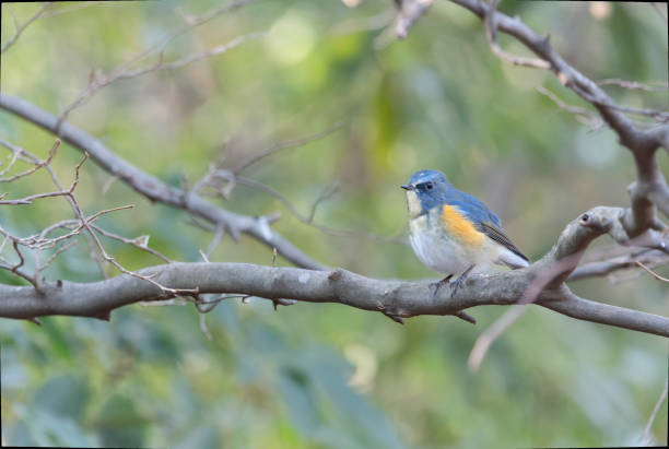 istock Red-flanked bluetail on a branch of tree. 2195753959