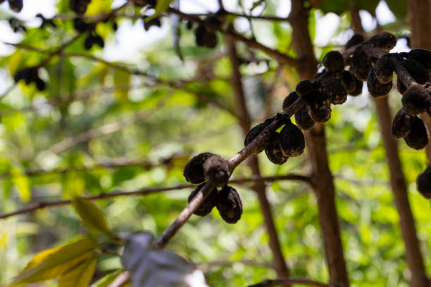 Coffea arabica in flower and with fruits.