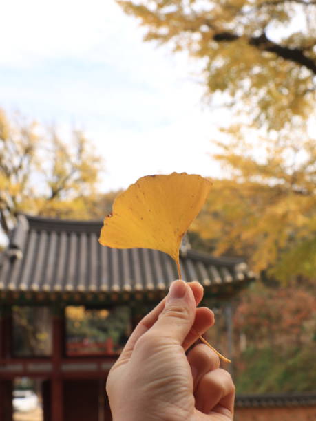 A snapshot of a ginkgo tree in Miryang