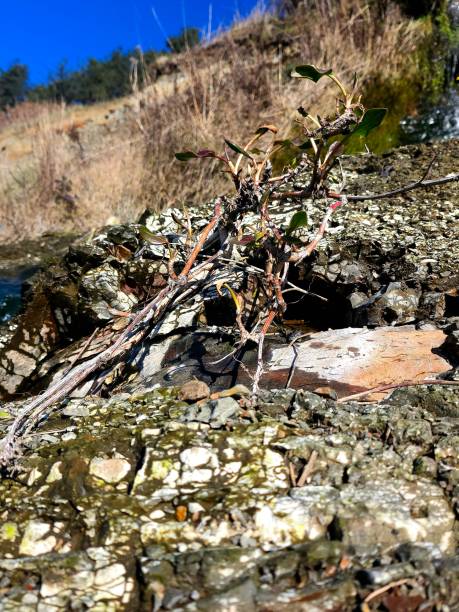 istock Wild Plant Growing on Mossy Rocks by a Waterfall 2195758926