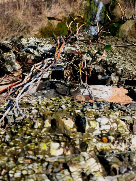 istock Wild Plant Growing on Mossy Rocks by a Waterfall 2195758933