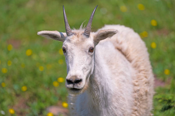 Close Frontal View of a Mountain Goat in Glacier National Park in Montana