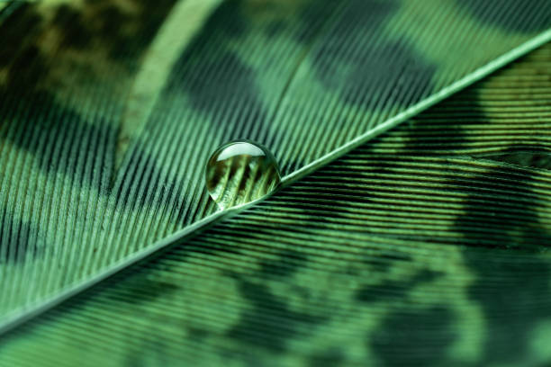 A single, perfectly spherical water droplet rests on the surface of a vibrant green feather.  The intricate barbs and vanes of the feather are clearly visible, showcasing the feather's delicate structure.  The close-up perspective highlights the textures and colors of the feather, emphasizing the beauty of nature's details.