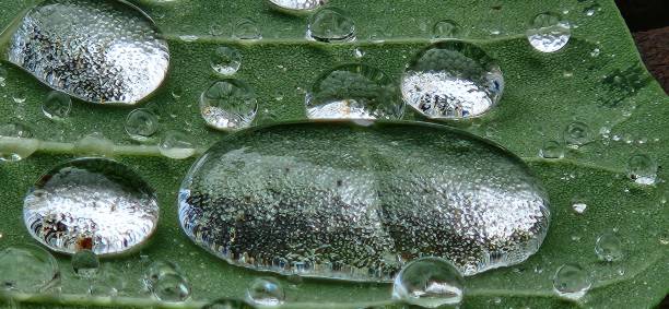 istock Close-up of Sparkling Dew on Leaf 2195761795