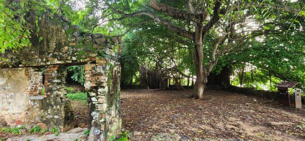 istock Ruins Surrounded by Trees and Fallen Leaves 2195762234
