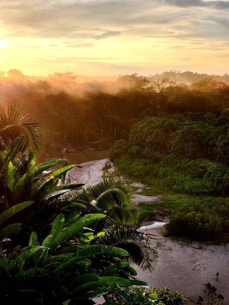 Sunset in the Heart of the Amazon Rainforest