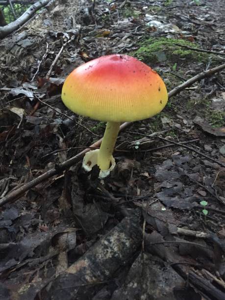 istock Mushrooms and Fungi 2195764957