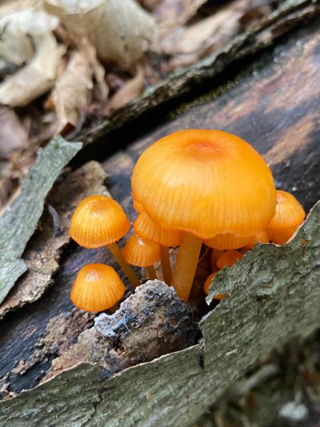 istock Mushrooms and Fungi 2195764977