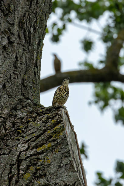 istock Mistle Thrush (Turdus viscivorus) in Botanic Gardens, Found in Woodlands and Parks 2195765097