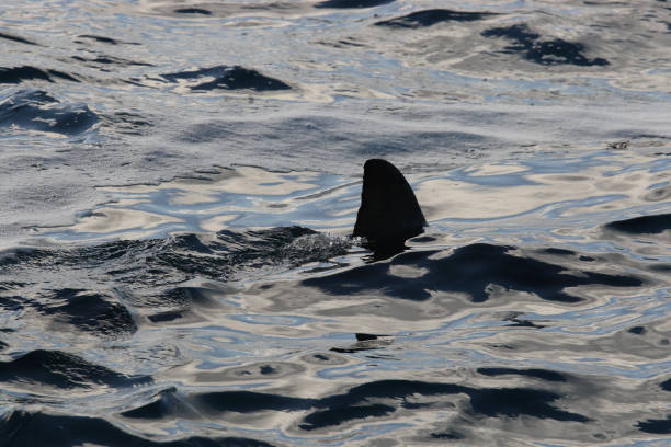 Skjervoy is the little town on the island of Skjervoya, surrounded by the Norwegian Sea. Whale watching is one of the major activities on this island.