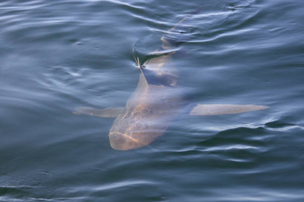 bronze whaler or copper shark, Carcharhinus brachyurus, swimming at the surface in False Bay, South Africa