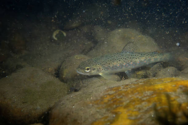istock Juvenile rainbow trout in a rocky river 2195768605