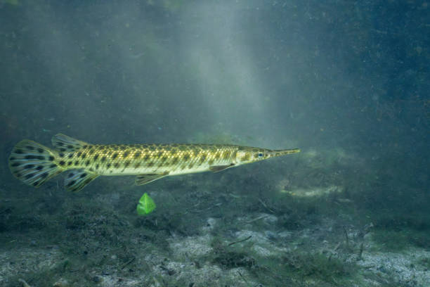 istock Closeup of Florida gar in natural spring 2195769016