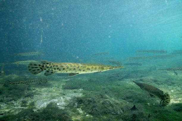 istock School of Florida gar in spring 2195769337