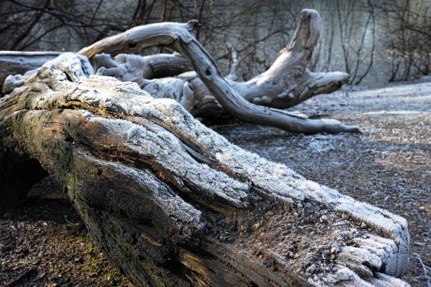 Tree Dead Cold 20,900+ Dead Shrub Stock Photos, Pictures & Royalty-Free Images - iStock