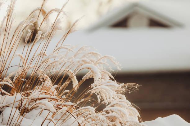 A close up of beautiful, ornamental grasses in a garden in winter. House in soft focus in the background. Shot with a Canon 5D Mark IV.