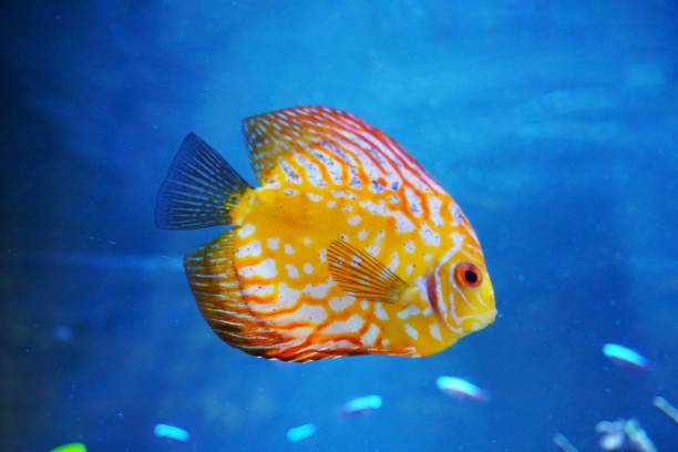 istock Orange discus fish in aquarium. Marine life in captivity. 2195775649
