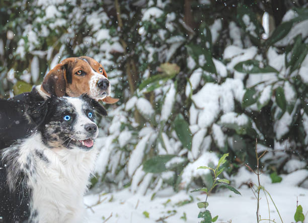 Two purebred dogs Miniature Australian Shepherd and Treeing Walker Coonhound playing together in the snow