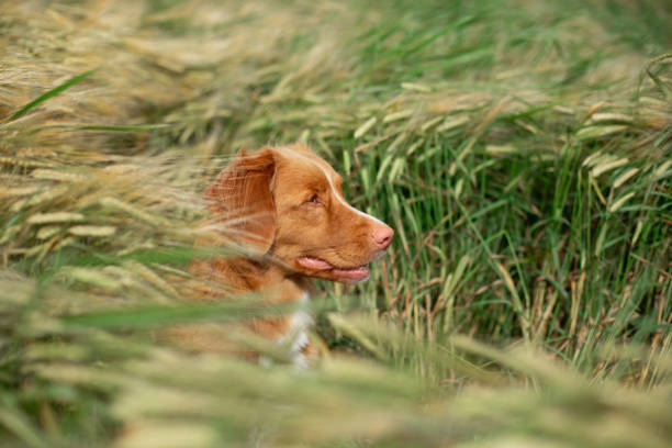 istock Duck Tolling Retriever in wheat field 2195776835