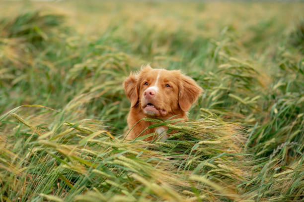 istock Duck Tolling Retriever amidst grass 2195776842