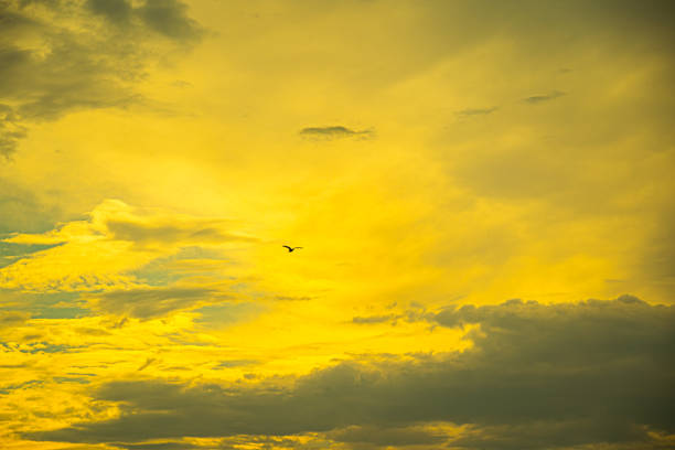istock Flying bird against dramatic sky at sunrise 2195778528