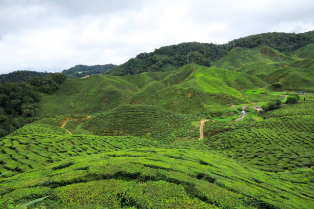 istock Tea plantation in Cameron Highlands, Malaysia 2195785033