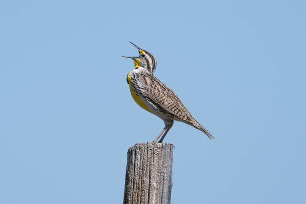 istock Western meadowlark singing while perched on a post in Pawnee National Grasslands 2195787565
