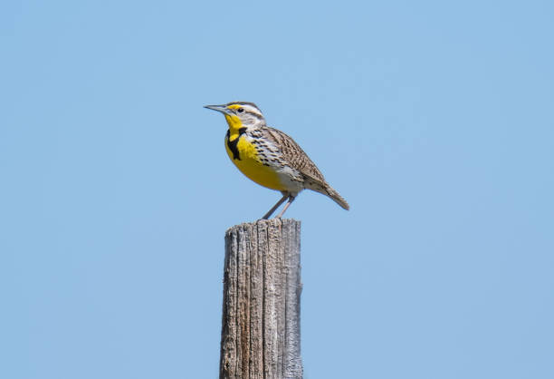 Western meadowlark perching on a post in Pawnee National Grasslands