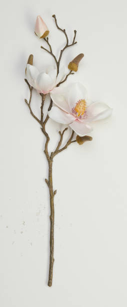 istock dried flower branches isolated nature background with clipping path 2195788195