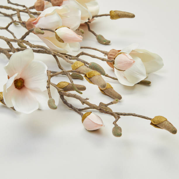 istock dried flower branches isolated nature background with clipping path 2195788219
