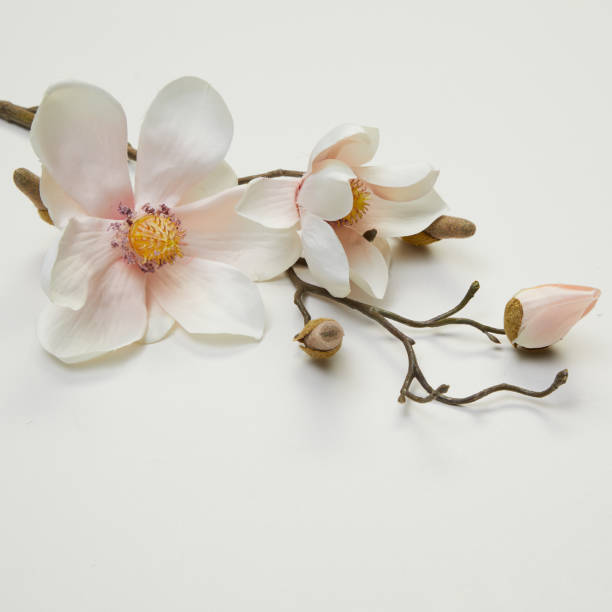 istock dried flower branches isolated nature background with clipping path 2195788231