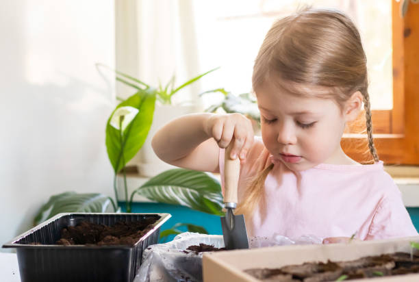 istock A cute little child girl using small garden tools pouring soil into a container for planting seeds at home 2195788349