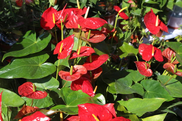 istock A bunch of red flowers with yellow tips 2195789579