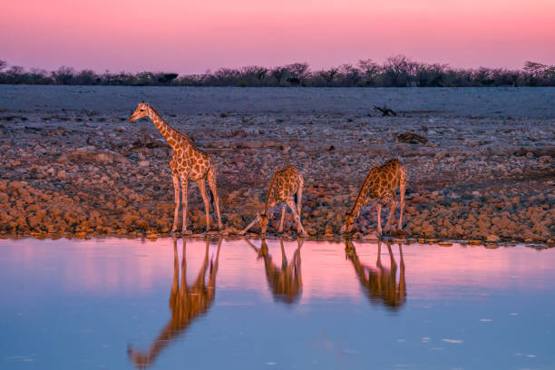 Giraffes Drinking at a Tranquil Waterhole During a Colorful African Sunset