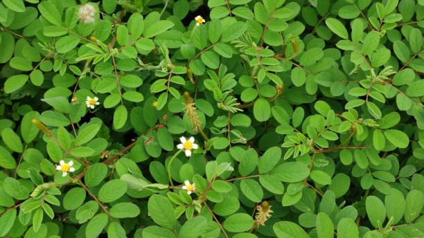 istock wild plants that have seeds like long beans 2195801115