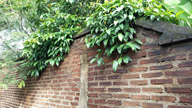 istock Javanese chili tree or Piper retrofractum 2195801903