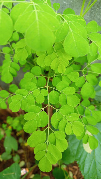 istock Moringa plant or Moringa oleifera L 2195803322