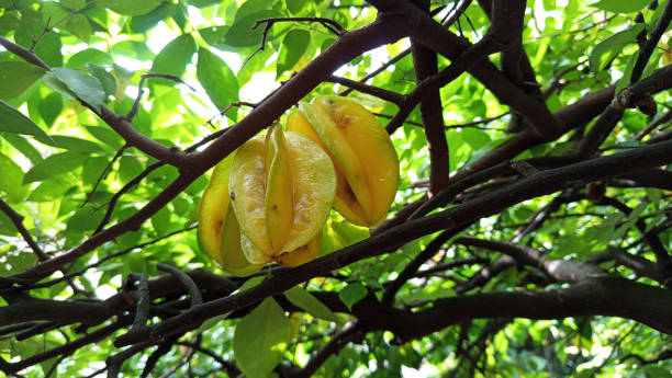 istock star fruit plant or Averrhoa carambola 2195803587