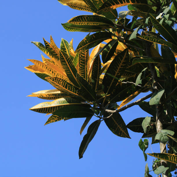 istock Green yellow croton plant, Laos. 2195807048
