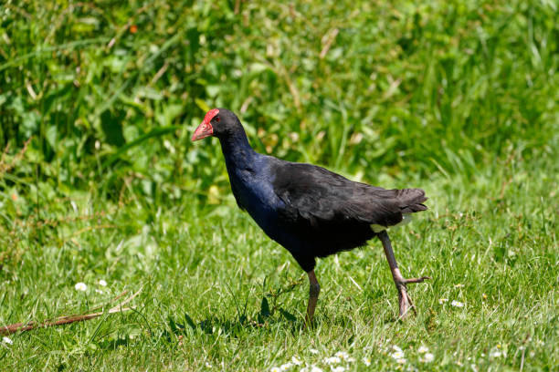 A Pukeko survives on the island of Tiritiri Mantangi