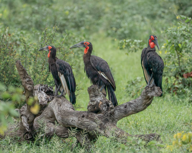 istock Three southern ground hornbills sit proudly on a tree stump, their striking black feathers gleaming. With beaks poised and eyes sharp, they survey the surroundings, a powerful trio in the wild. 2195807987
